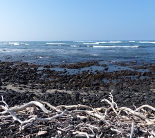 Beach with driftwood